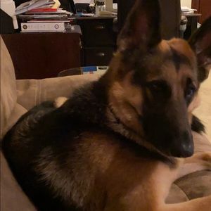 Meet your Posher, Ocie